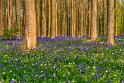 075 Hallerbos